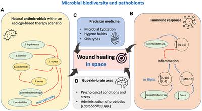 Exploitation of Skin Microbiota in Wound Healing: Perspectives During <mark class="highlighted">Space Missions</mark>